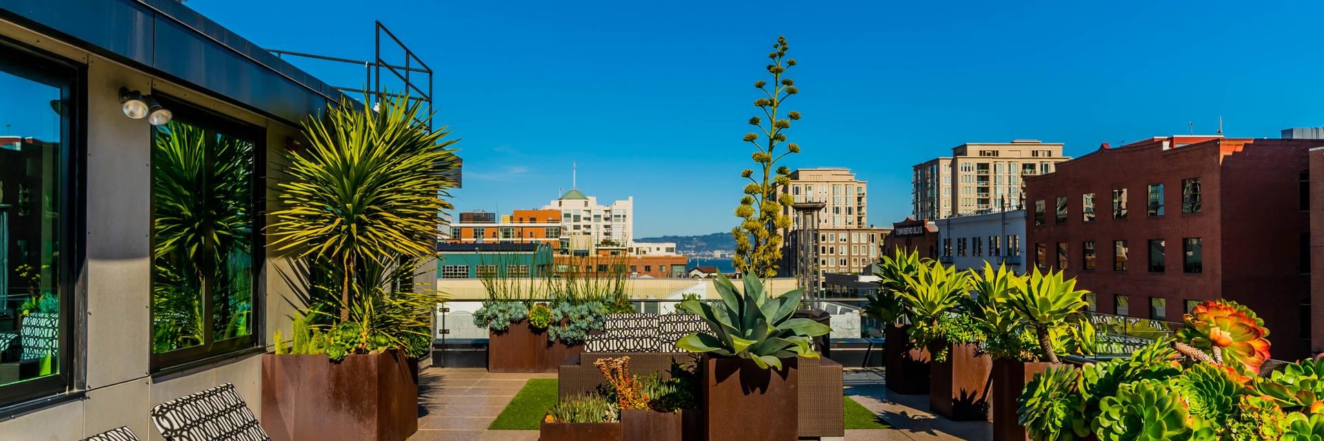 Apartments for Rent in South Park San Francisco - Rooftop Deck Showcasing a Wonderful Succulent Garden Featuring Various Lounging Areas and Views Overlooking the City